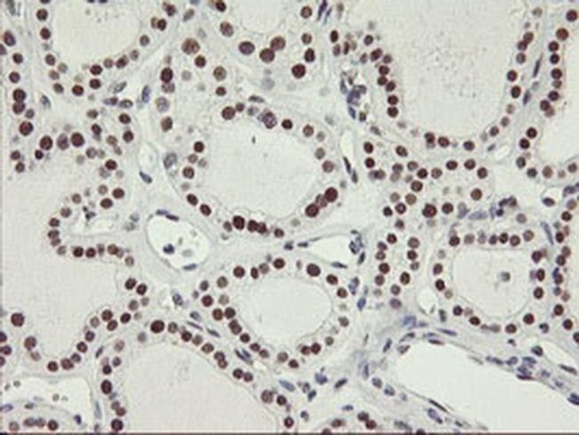 OBFC2B Antibody in Immunohistochemistry (Paraffin) (IHC (P))