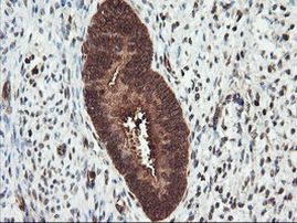 PSMA4 Antibody in Immunohistochemistry (Paraffin) (IHC (P))