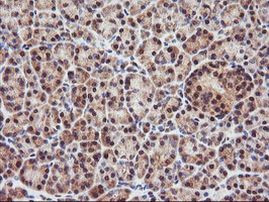 PSMA4 Antibody in Immunohistochemistry (Paraffin) (IHC (P))