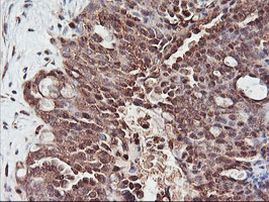 PSMA4 Antibody in Immunohistochemistry (Paraffin) (IHC (P))