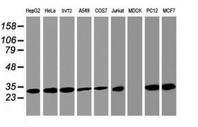 PSMA4 Antibody in Western Blot (WB)