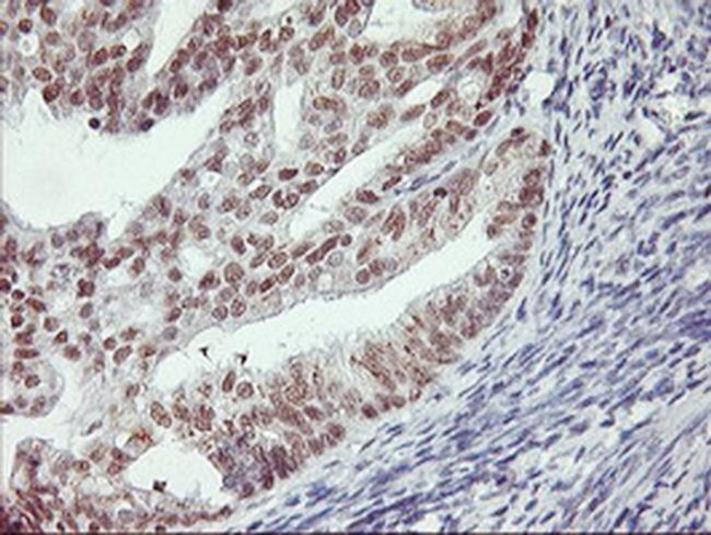 RNF113B Antibody in Immunohistochemistry (Paraffin) (IHC (P))