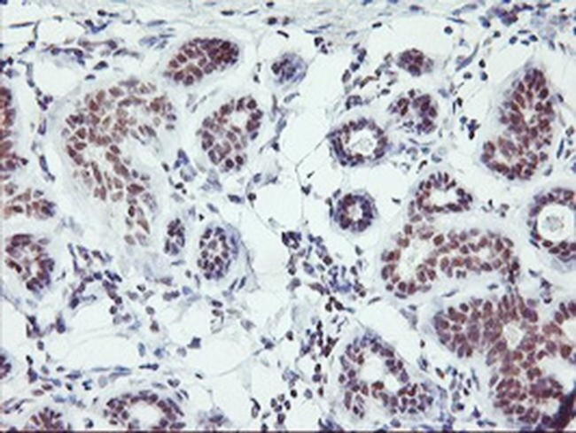 RNF113B Antibody in Immunohistochemistry (Paraffin) (IHC (P))