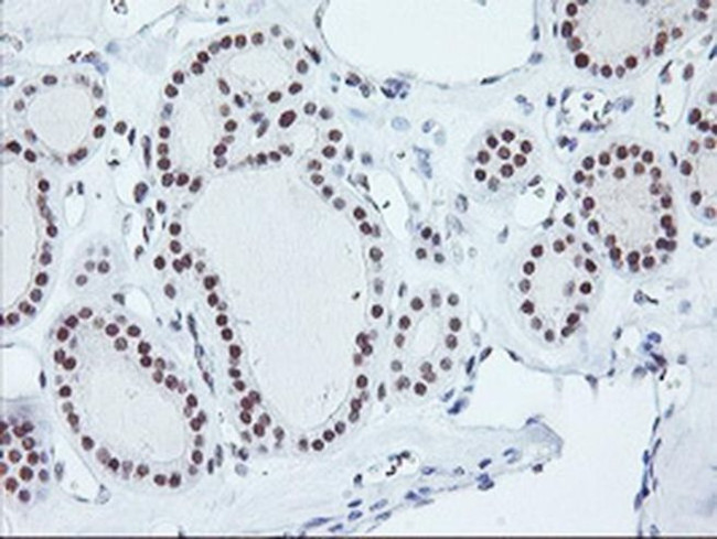 RNF113B Antibody in Immunohistochemistry (Paraffin) (IHC (P))