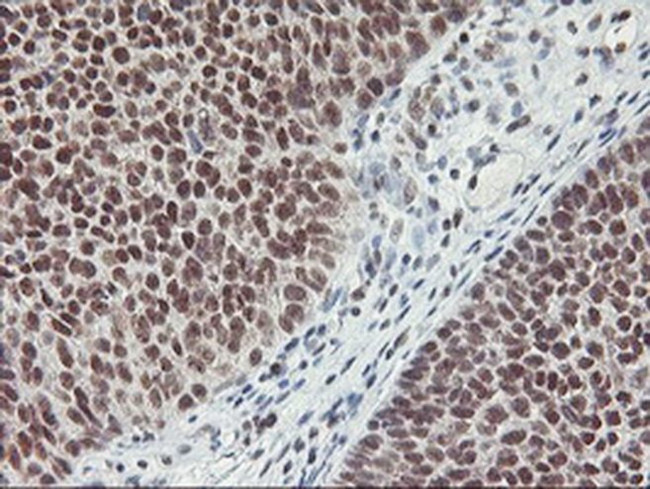 RNF113B Antibody in Immunohistochemistry (Paraffin) (IHC (P))