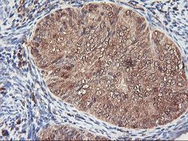 SERPINB6 Antibody in Immunohistochemistry (Paraffin) (IHC (P))