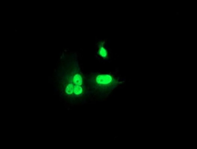 RNF113B Antibody in Immunocytochemistry (ICC/IF)