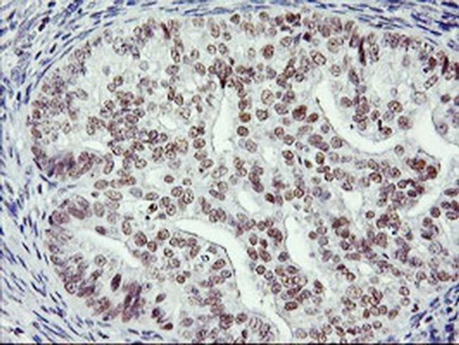 RNF113B Antibody in Immunohistochemistry (Paraffin) (IHC (P))