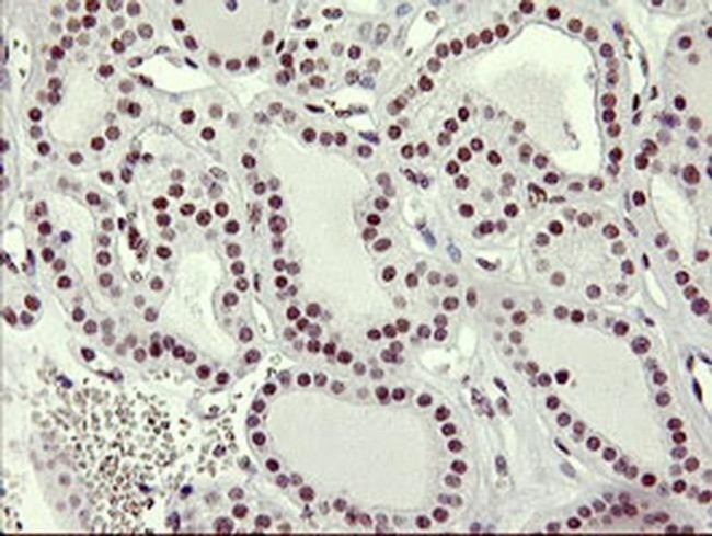 RNF113B Antibody in Immunohistochemistry (Paraffin) (IHC (P))