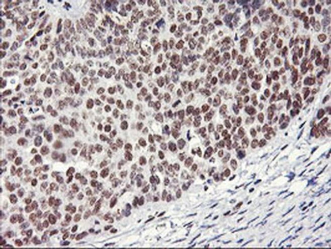 RNF113B Antibody in Immunohistochemistry (Paraffin) (IHC (P))