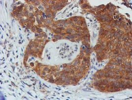 TULP3 Antibody in Immunohistochemistry (Paraffin) (IHC (P))