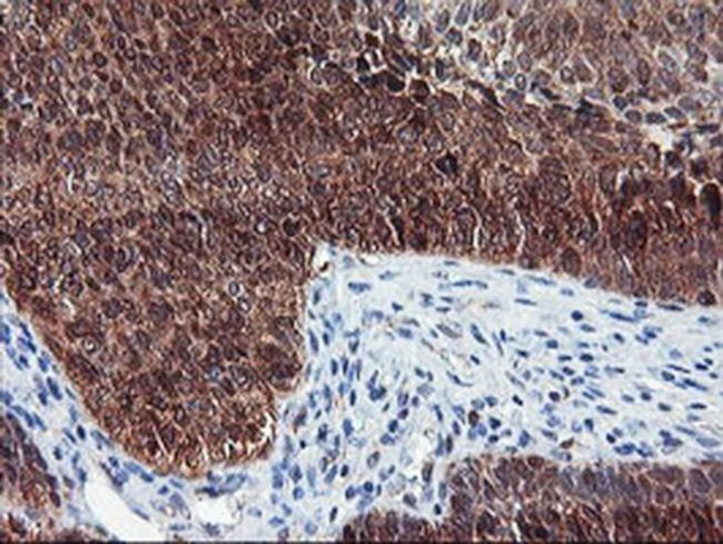 NLN Antibody in Immunohistochemistry (Paraffin) (IHC (P))