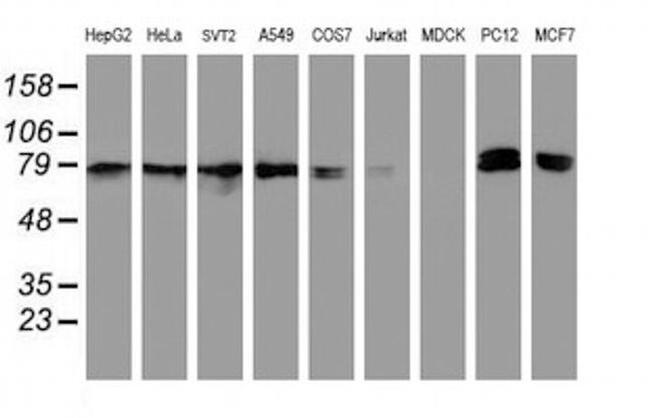 NLN Antibody in Western Blot (WB)