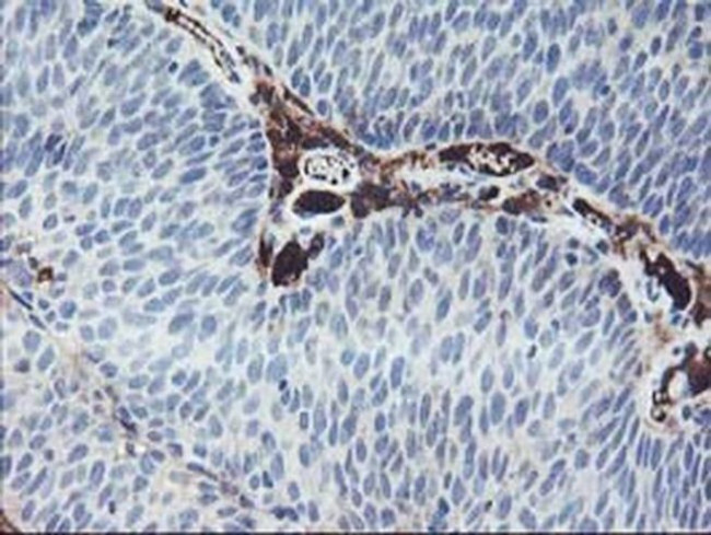 J Chain Antibody in Immunohistochemistry (Paraffin) (IHC (P))