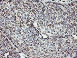 Kir3.1 (KCNJ3) Antibody in Immunohistochemistry (Paraffin) (IHC (P))