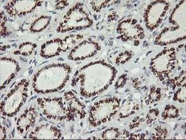 Kir3.1 (KCNJ3) Antibody in Immunohistochemistry (Paraffin) (IHC (P))