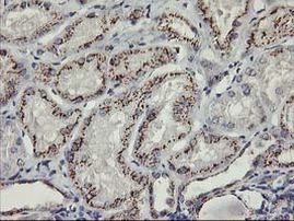 Kir3.1 (KCNJ3) Antibody in Immunohistochemistry (Paraffin) (IHC (P))