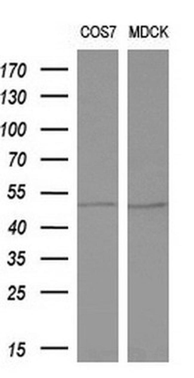 ALG2 Antibody in Western Blot (WB)