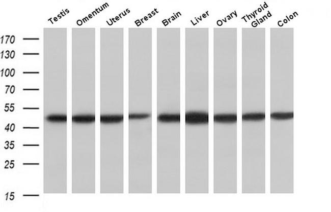 C20orf3 Antibody in Western Blot (WB)