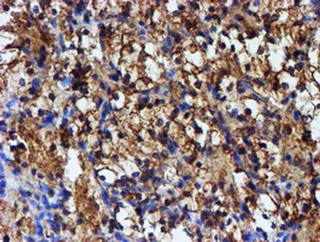 Iduronate 2 Sulfatase Antibody in Immunohistochemistry (Paraffin) (IHC (P))