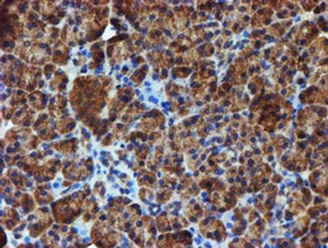 Iduronate 2 Sulfatase Antibody in Immunohistochemistry (Paraffin) (IHC (P))