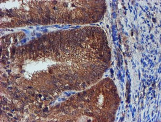 Iduronate 2 Sulfatase Antibody in Immunohistochemistry (Paraffin) (IHC (P))