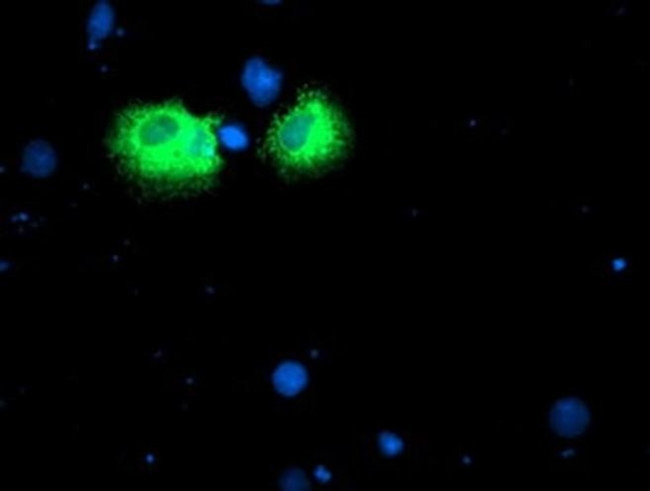 Iduronate 2 Sulfatase Antibody in Immunocytochemistry (ICC/IF)