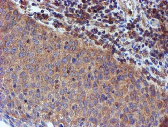 Iduronate 2 Sulfatase Antibody in Immunohistochemistry (Paraffin) (IHC (P))