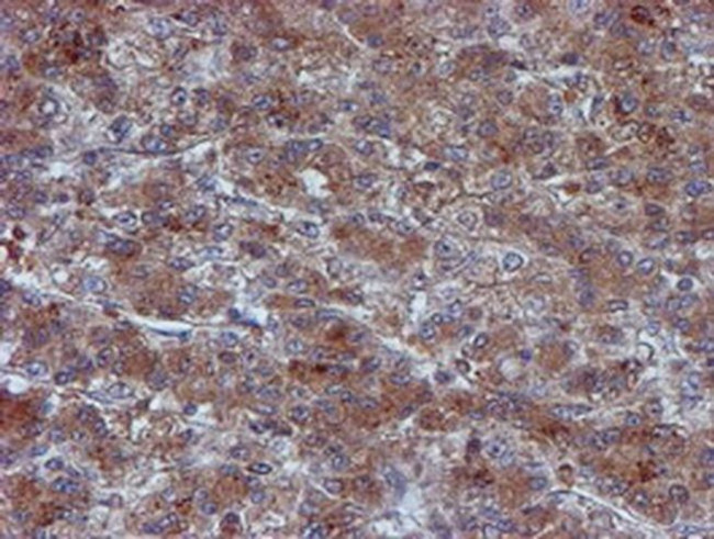 Iduronate 2 Sulfatase Antibody in Immunohistochemistry (Paraffin) (IHC (P))