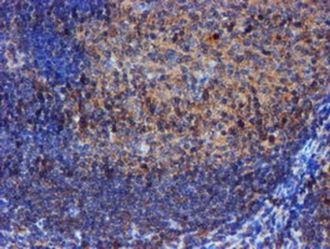 Iduronate 2 Sulfatase Antibody in Immunohistochemistry (Paraffin) (IHC (P))