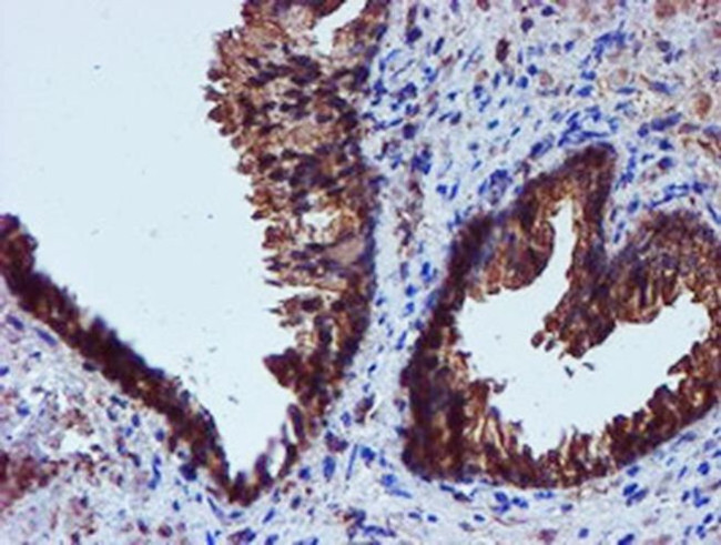 Iduronate 2 Sulfatase Antibody in Immunohistochemistry (Paraffin) (IHC (P))