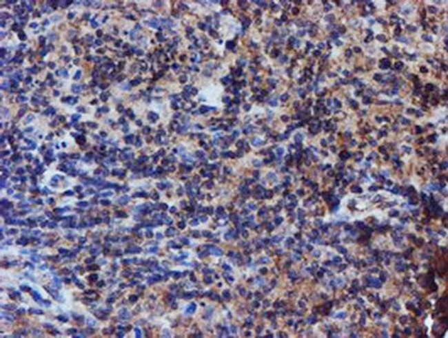 Iduronate 2 Sulfatase Antibody in Immunohistochemistry (Paraffin) (IHC (P))