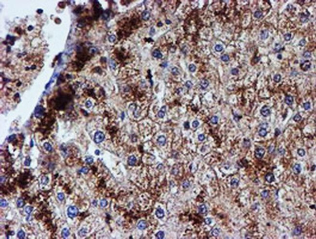 Iduronate 2 Sulfatase Antibody in Immunohistochemistry (Paraffin) (IHC (P))