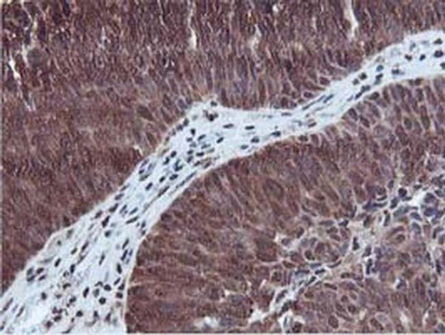 RUVBL2 Antibody in Immunohistochemistry (Paraffin) (IHC (P))