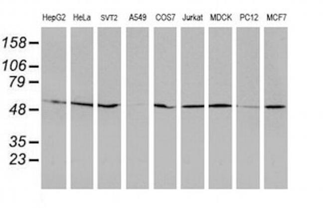 RUVBL2 Antibody in Western Blot (WB)