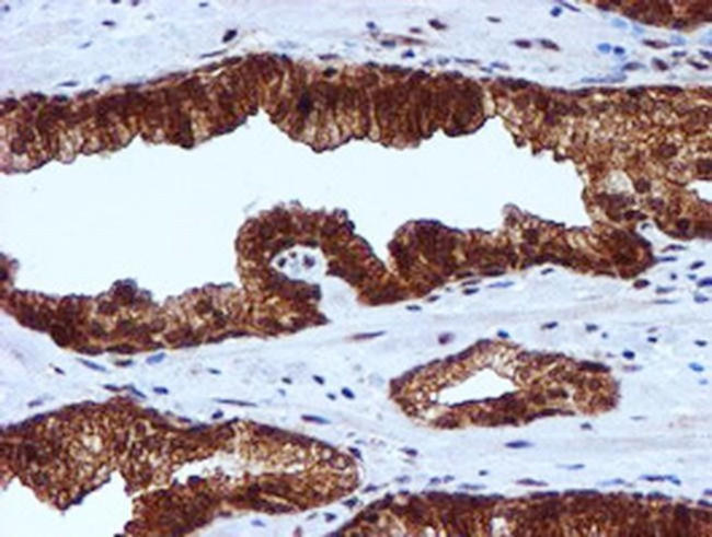 RUVBL2 Antibody in Immunohistochemistry (Paraffin) (IHC (P))