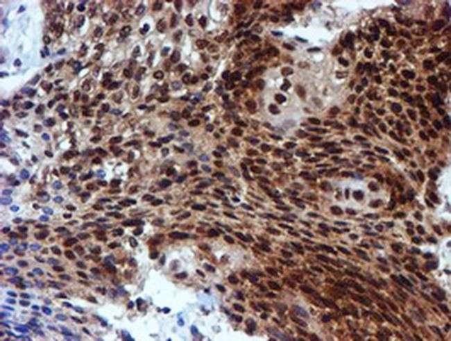 RUVBL2 Antibody in Immunohistochemistry (Paraffin) (IHC (P))