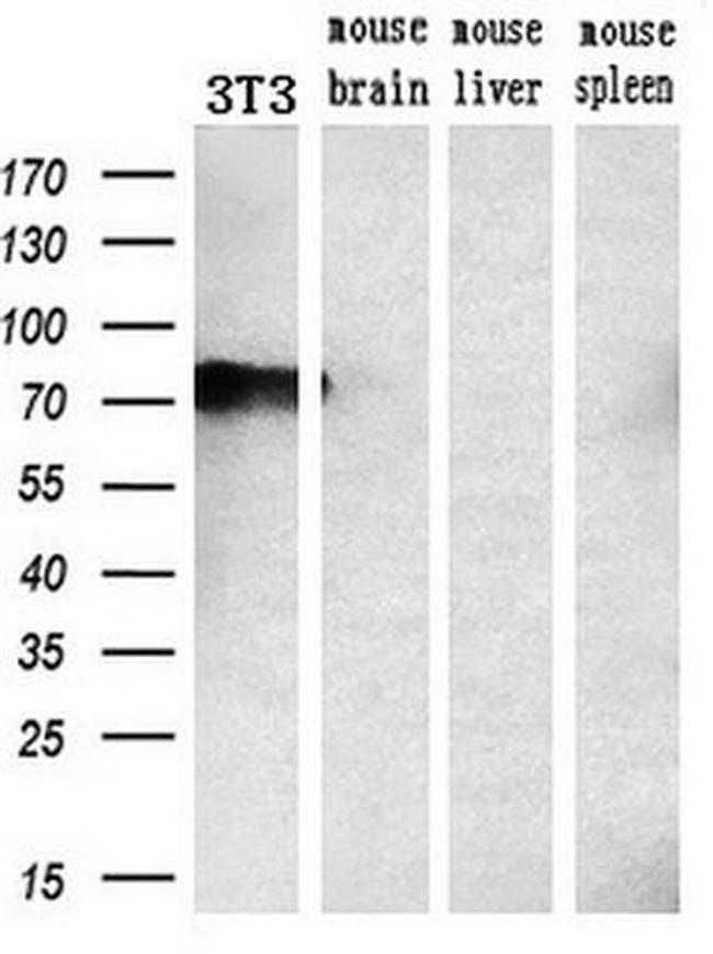 GADD34 Antibody in Western Blot (WB)