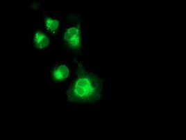 Neuroplastin Antibody in Immunocytochemistry (ICC/IF)