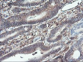 Neuroplastin Antibody in Immunohistochemistry (Paraffin) (IHC (P))