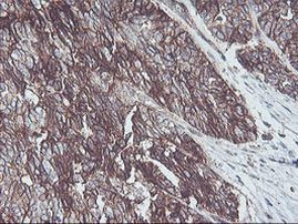 Neuroplastin Antibody in Immunohistochemistry (Paraffin) (IHC (P))