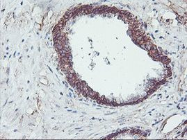 Neuroplastin Antibody in Immunohistochemistry (Paraffin) (IHC (P))