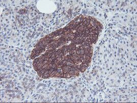 Neuroplastin Antibody in Immunohistochemistry (Paraffin) (IHC (P))