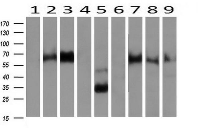 Neuroplastin Antibody in Western Blot (WB)