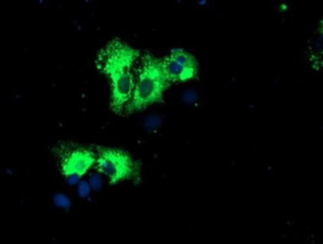 REEP2 Antibody in Immunocytochemistry (ICC/IF)