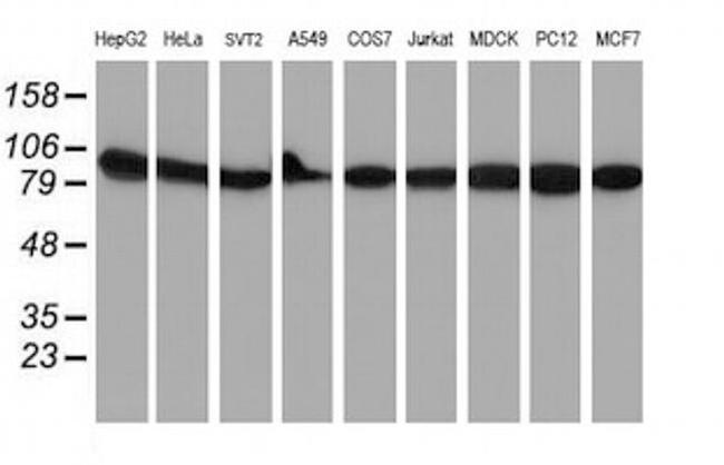 NLN Antibody in Western Blot (WB)