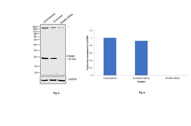 PSMB9 Antibody in Western Blot (WB)