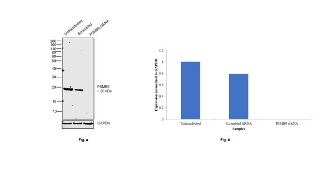 PSMB9 Antibody in Western Blot (WB)