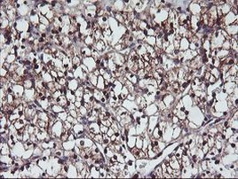 PSMB7 Antibody in Immunohistochemistry (Paraffin) (IHC (P))