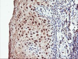 PSMB7 Antibody in Immunohistochemistry (Paraffin) (IHC (P))